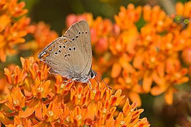 EA确认停止开发《赛车计划》系列游戏