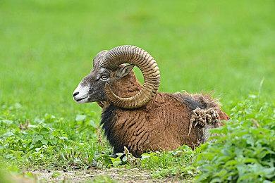 《巫术：疯狂领主的试验场》3D重制版发售 实体版亮相